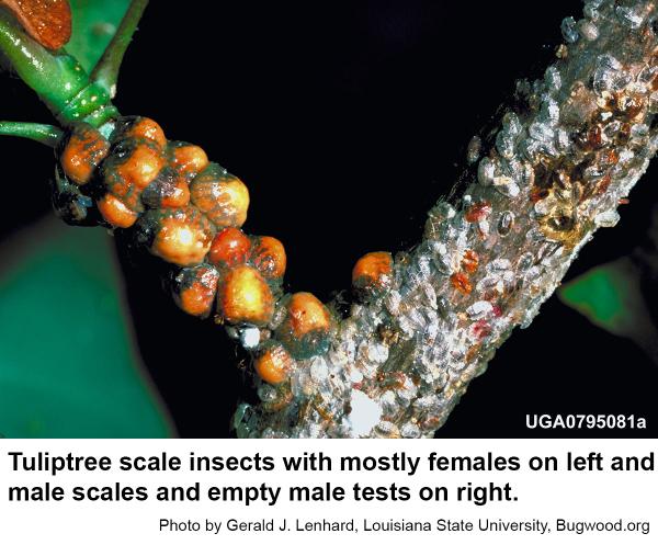 Thumbnail image for Tuliptree Scale Insect